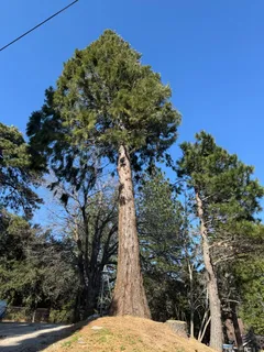 A tall pine tree stands on a small grassy mound, surrounded by other trees, under a clear blue sky.