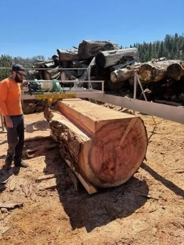A man in an orange shirt operates a sawmill, cutting a large log into planks outdoors on a sunny day, with stacked logs and trees in the background.